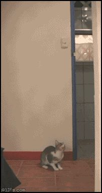 Кошка ловит птичку