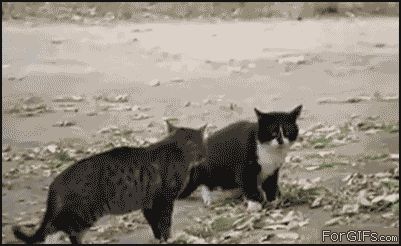 Разнял дерущихся