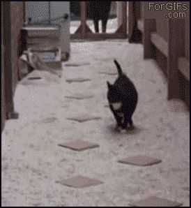 Кошка играет в детскую игру