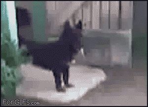 Надоедливая дверь