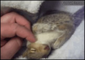 Бельчонок и щекотка