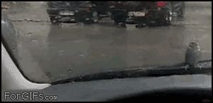 Качающаяся на дворнике