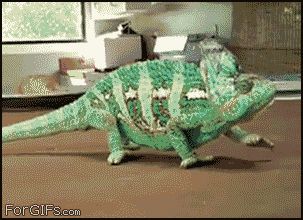 Хамелеон и очки