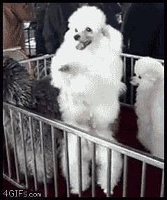 Танцующий пудель