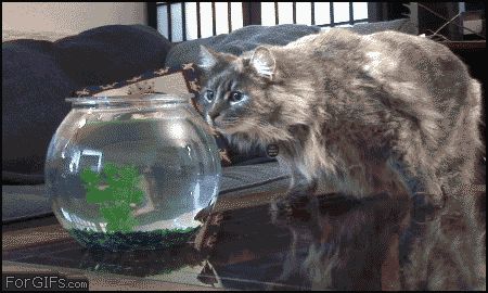 Опасность сзади