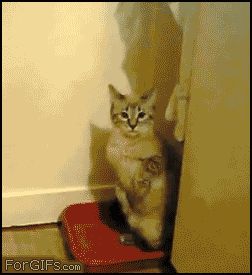 Кошка любит приватность