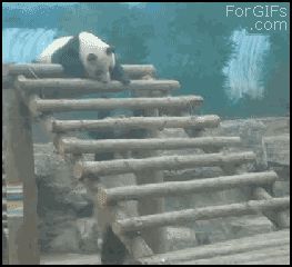 Панда прикололась