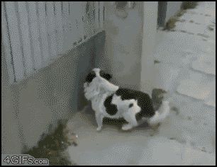 Карабкающаяся собачка