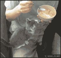 Назойливый котенок