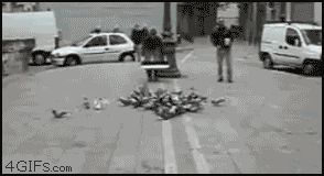 Сетка для ловли голубей