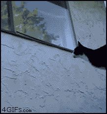 Кошка - нинзя