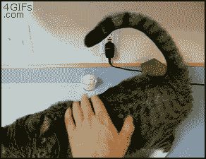 Кошка - скорпион