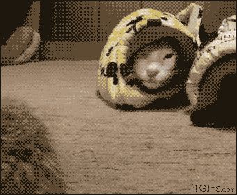 Быстрая кошка