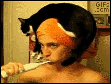 Кошка в роли головного убора