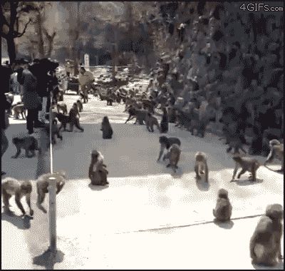 Безумная стая обезьян