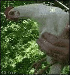 Неподвижная голова курицы
