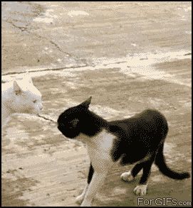 Кошка Кунг-Фу