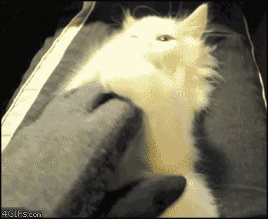 Котенок устал от игры