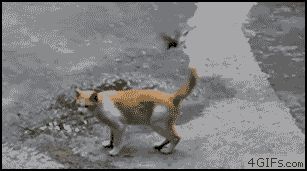 Кошка игнорирует птицу