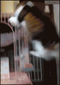 Клетка для отдыха