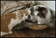 Ласково укусила за ушко