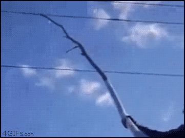 Любопытный придурок