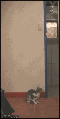 Поймала летучую мышь на лету
