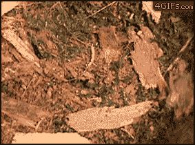 Замаскированная ловушка