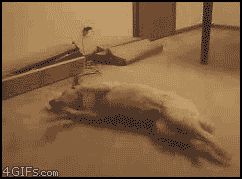 Кошмарные собачьи сны