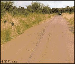 Забавнейший слоненок