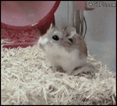 Выскочил из колеса