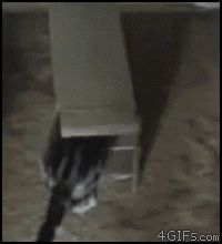 Ловушка для кошки