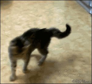 Котенок отбивается на задних лапках