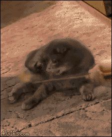 Шокированный котёнок