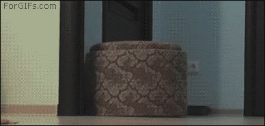 Кошачья взаимопомощь