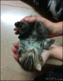 Кошка - гармошка