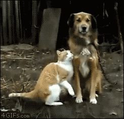 Дружелюбная кошка