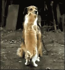 Кошка любит обниматься