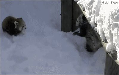 Красные панды в снегу