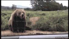 Дружелюбные животные