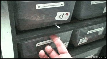 Змея из коробочки