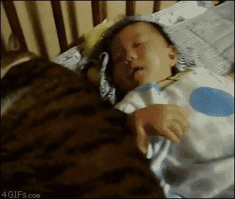 Огромный жирный кот
