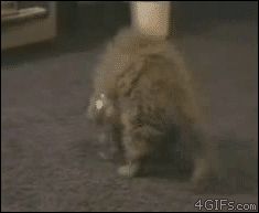 Кошка в аквариуме