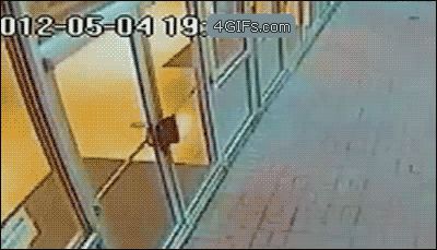 Медведь ворвался в школу