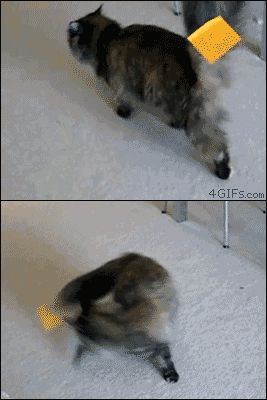 Гонка за хвостом