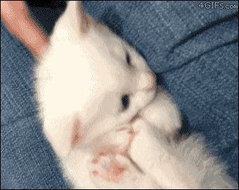 Укусила свою лапочку