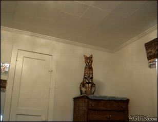 Дикая кошка дома