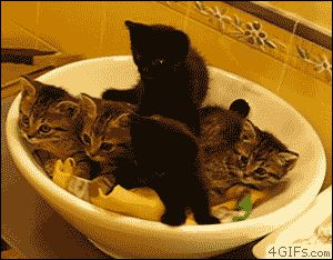 Синхронные котята