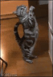 Котик - попрошайка