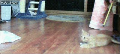 Напугала маленького котенка